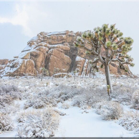 Joshua Tree's Beauty!  - Picture 14 of 16